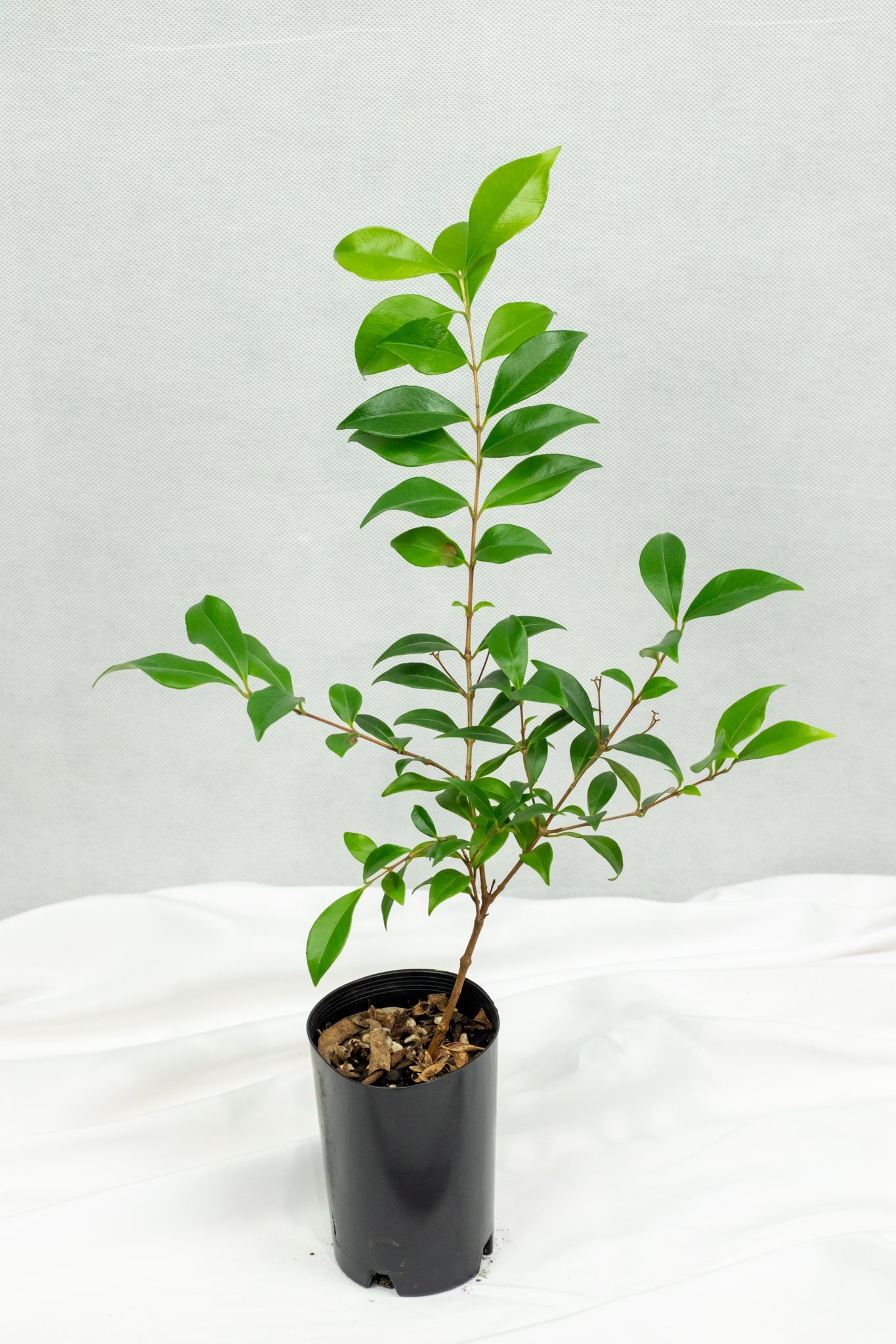 cinnamon myrtle plant Find Australian Popular Cinnamon Myrtle – FINGER LIMES MELBOURNE