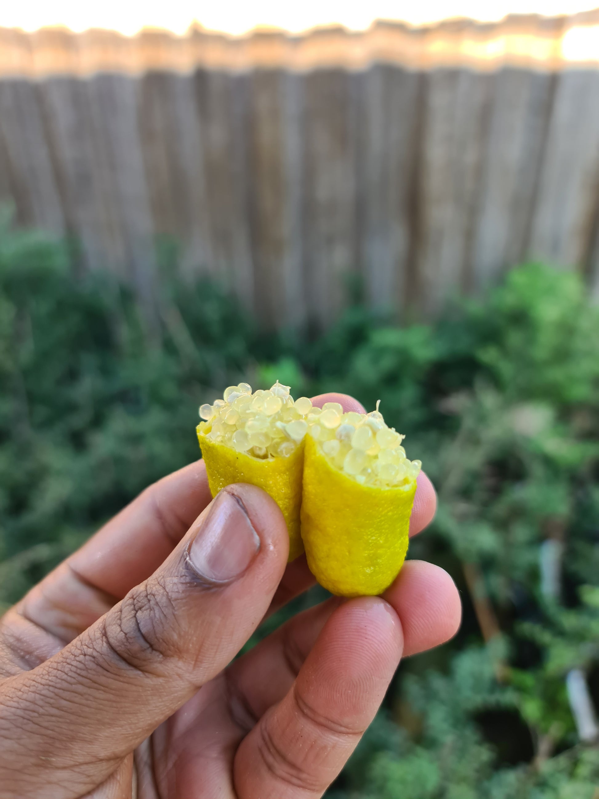 Finger Lime Fruits Fresh