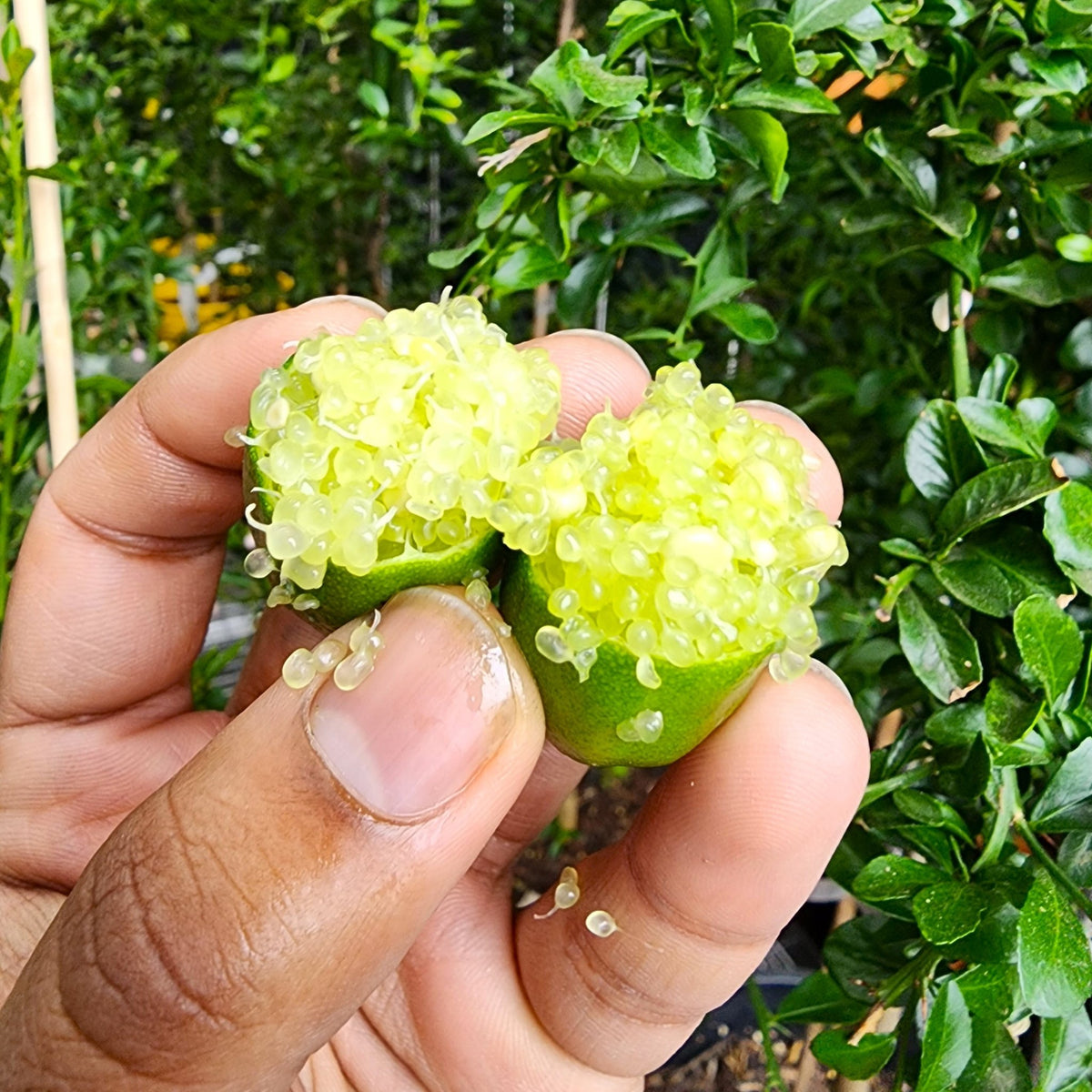 Lime Size Chartreuse Green