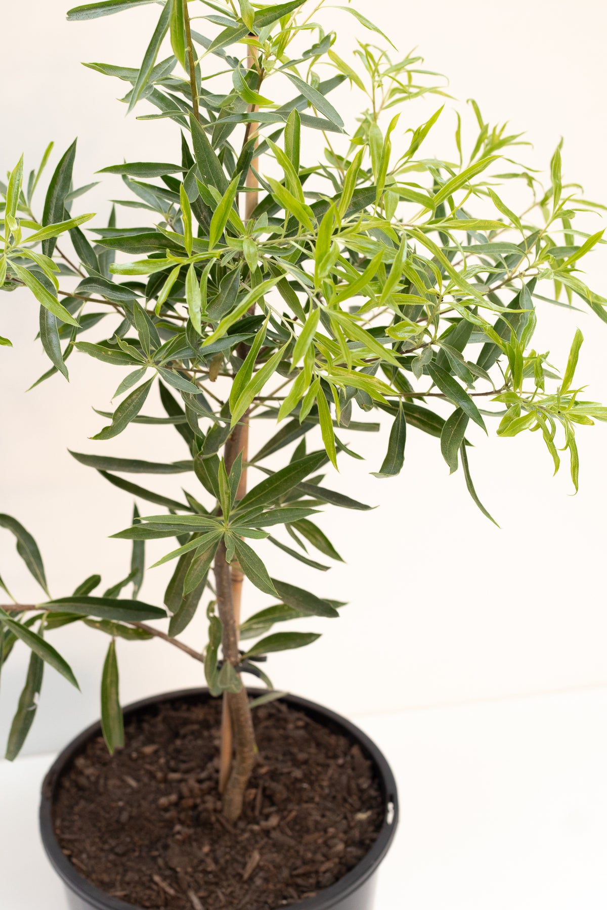 Native Apricot - Gumbi Gumbi – FINGER LIMES MELBOURNE