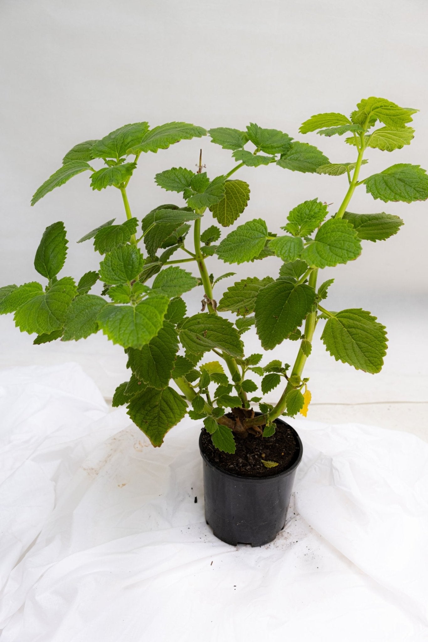 Bush Basil