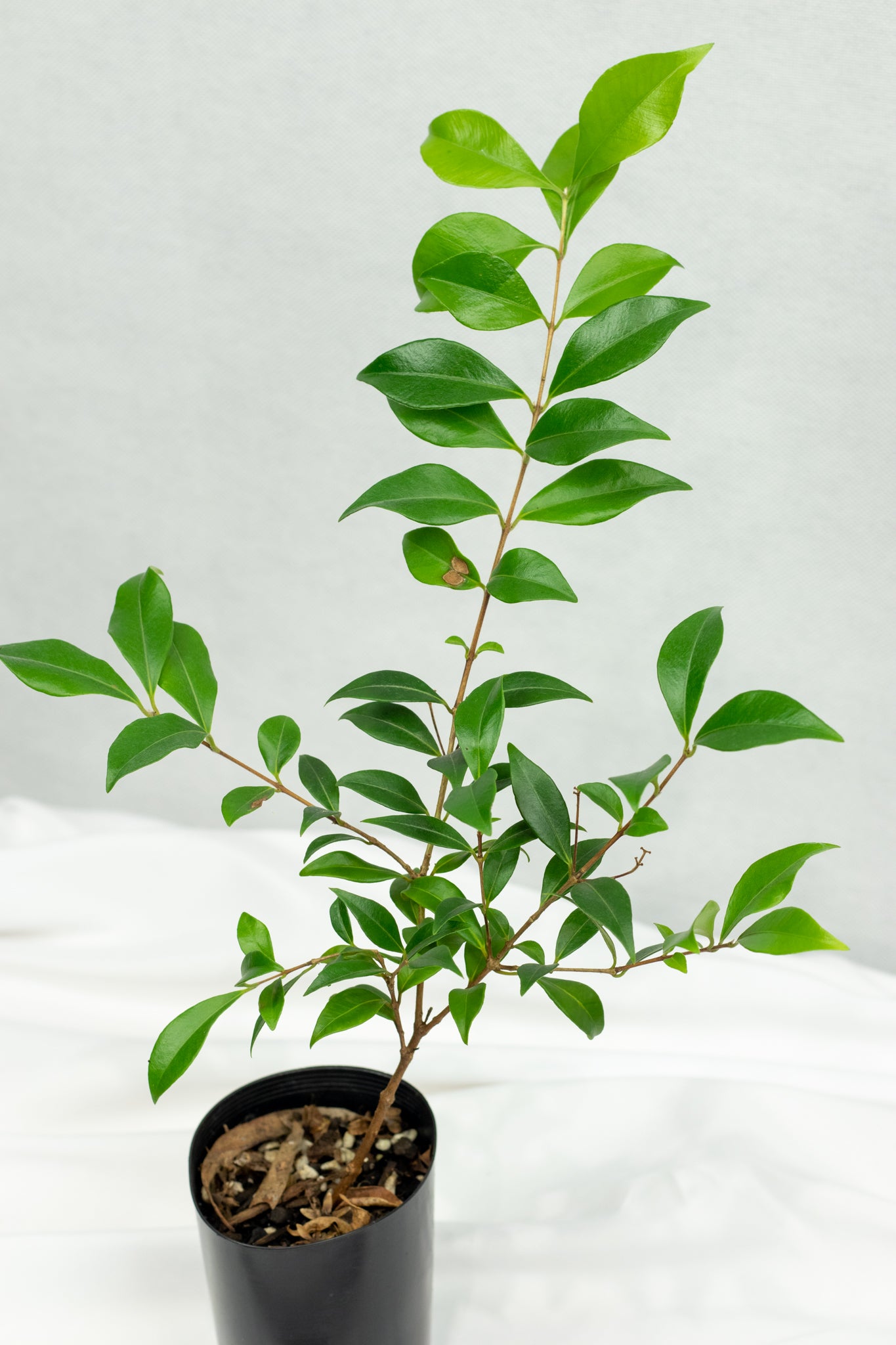 Cinnamon Myrtle