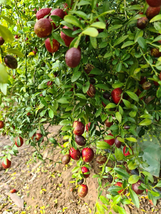 #product_#name# - FINGER LIMES MELBOURNE