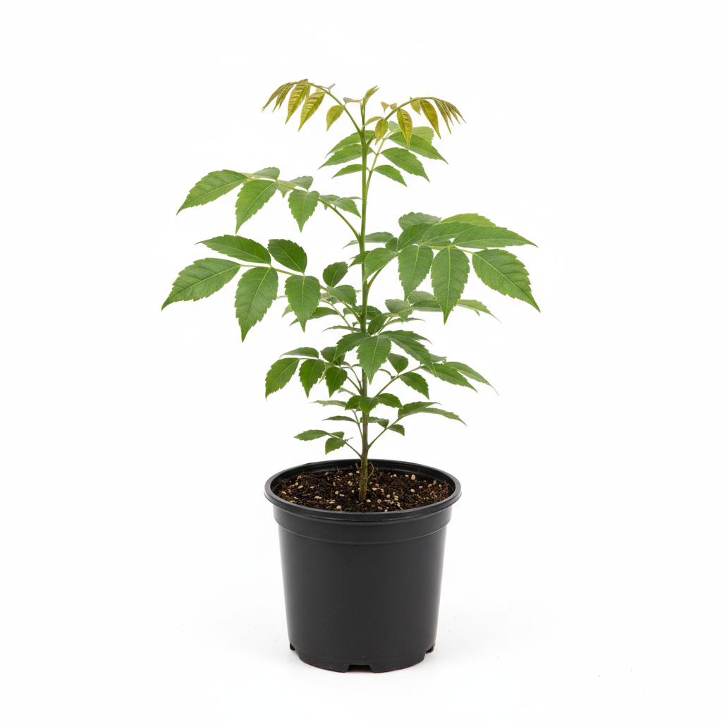 Burdekin Plum