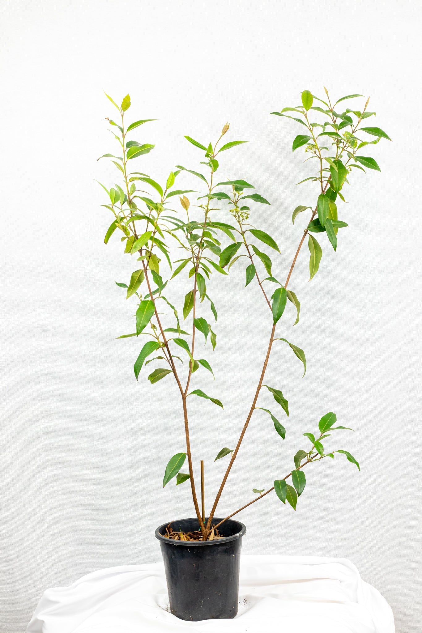 lemon myrtle indoor plant Find Australian Popular Lemon Myrtle – FINGER LIMES MELBOURNE