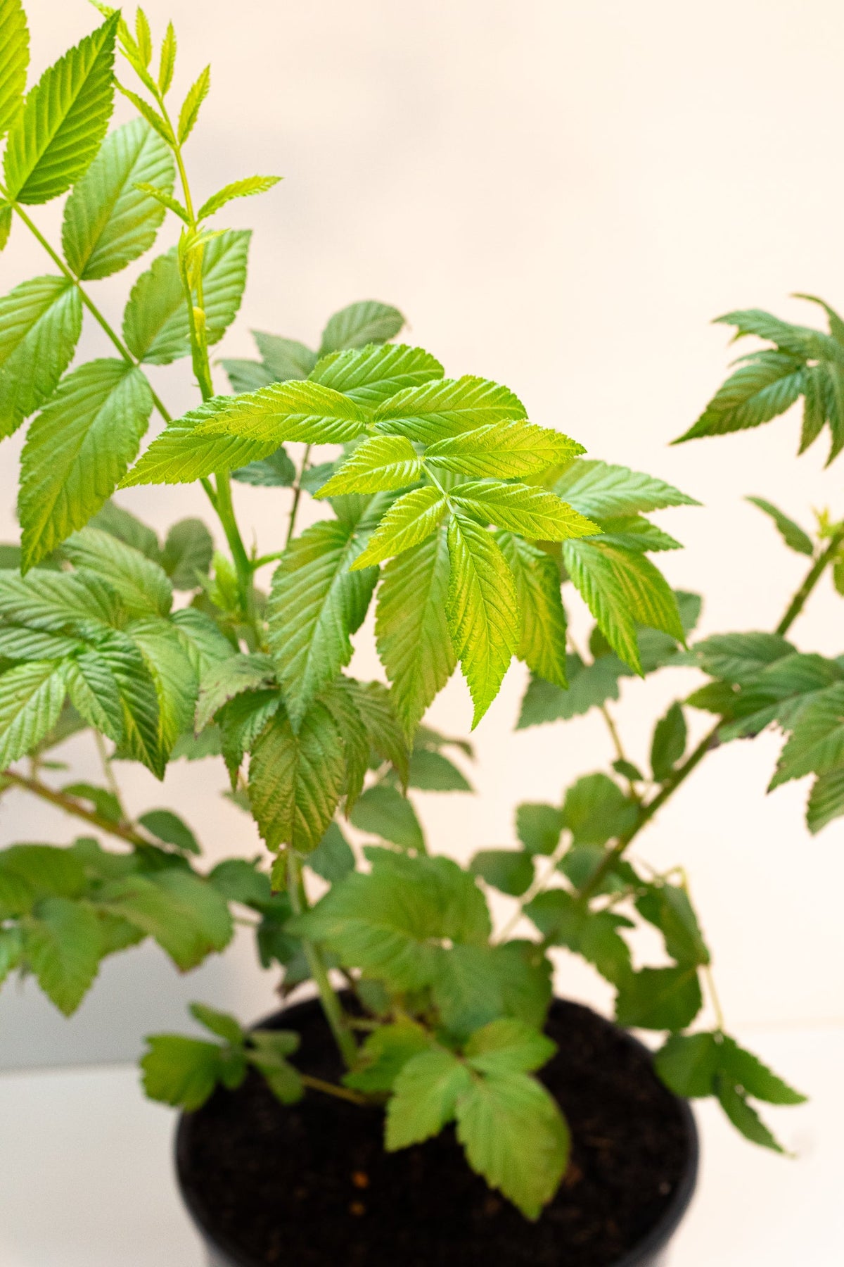 Australian Native Raspberry Flowers #product_#name# - FINGER LIMES MELBOURNE
