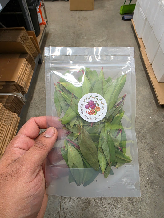 Tasmanian Mountain Pepper Leaf