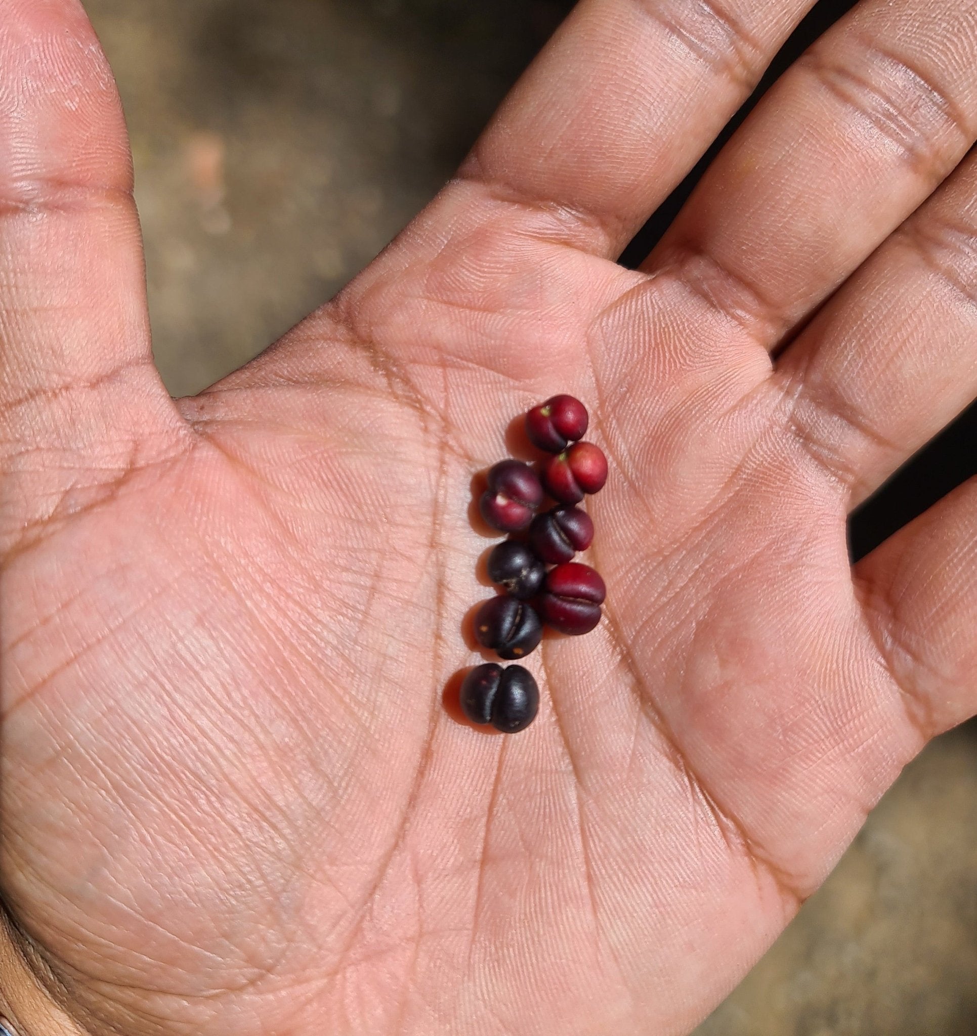 Whole Fresh/Frozen Tasmanian Mountain Pepperberry – FINGER LIMES