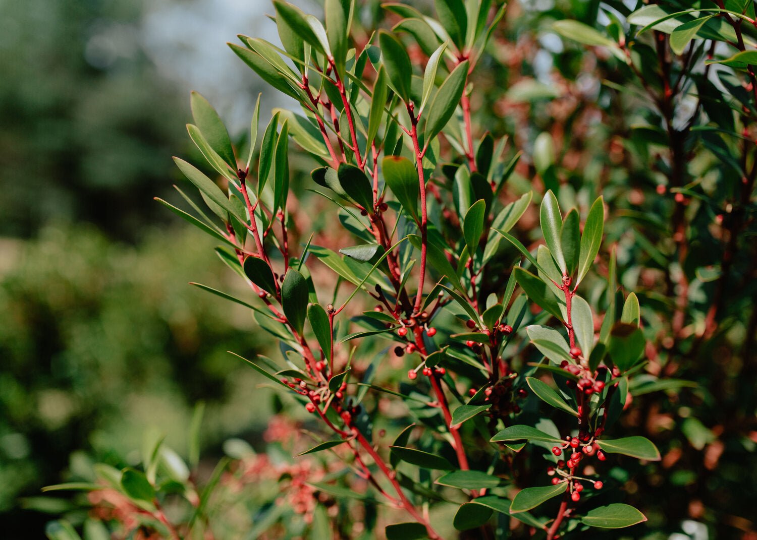 hanging pepperberry plant Whole Fresh/Frozen Tasmanian Mountain Pepperberry – FINGER LIMES MELBOURNE